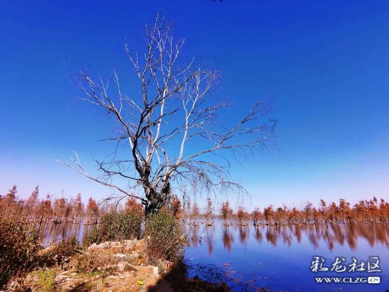 胡萝卜是小白兔的，不可以吃游戏画面